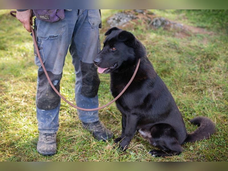 DUSTY - der aufgeschlossene und freundliche Rüde freut sich auf ein tolles Für-Immer Zuhause