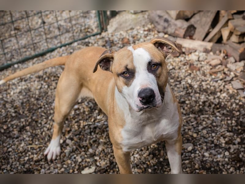 FERRO - der hübsche Junge liebt die Menschen und wünscht sich ein tolles Zuhause