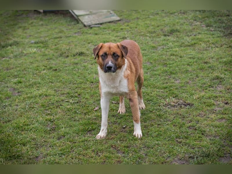 BASCO - der neugierige, brave Rüde freut sich auf ein eigenes Für-Immer Zuhause