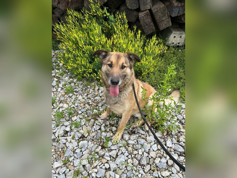 ALEX - der freundliche und liebe Rüde möchte gerne beachtet und umsorgt werden