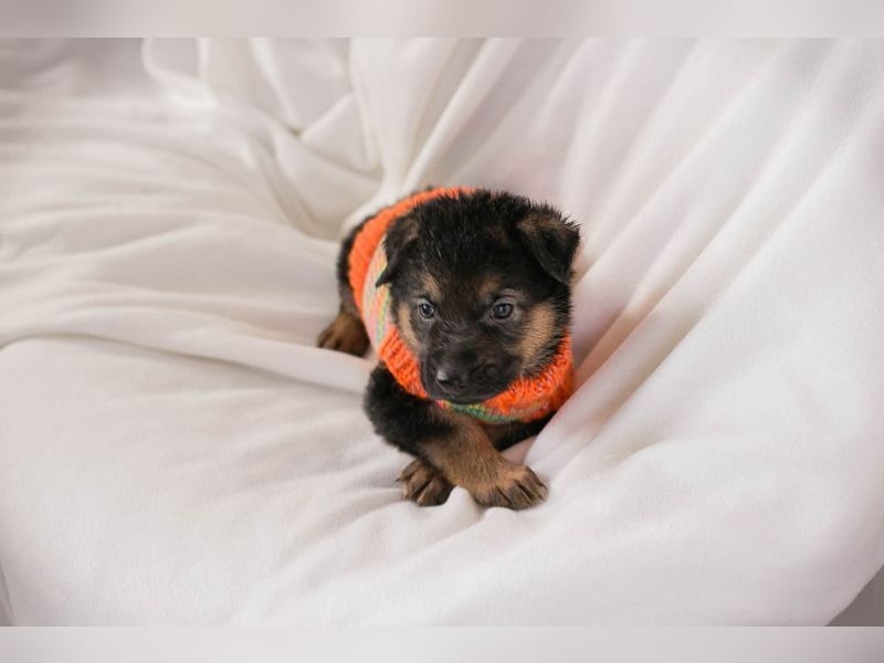 Welpe BUENO - wenn ich groß bin möchte ich eine richtige Familienhündin sein!