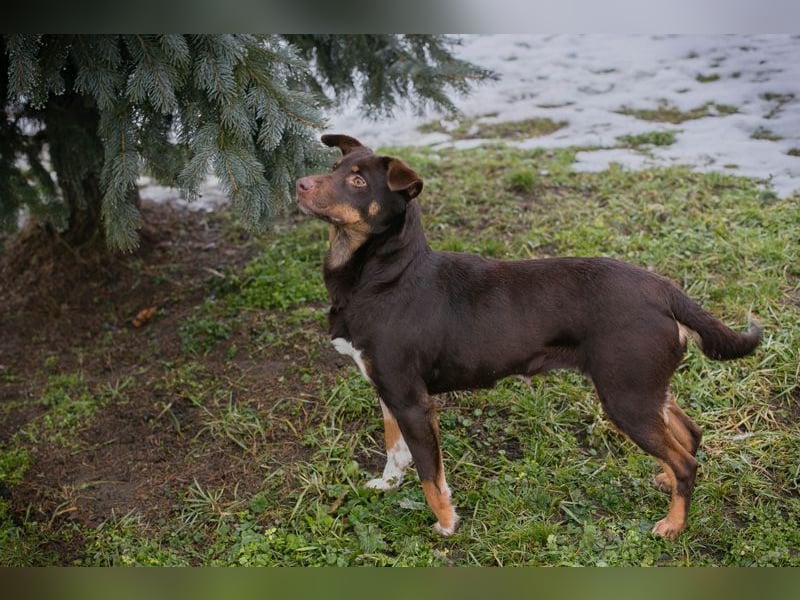 FREYA - zeigst du mir, wie ein liebevolles und glückliches Hundeleben aussieht?