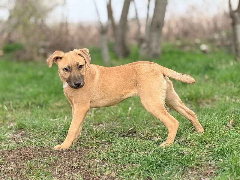 GRACE - die aktive, verspielte und menschenbezogene Maus sucht ein liebevolles Zuhause!