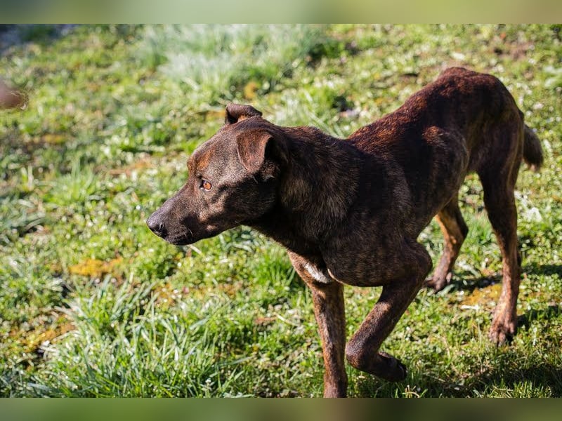 LEHMANN - der hübsche Rüde sucht ein liebevolles Für-Immer Zuhause