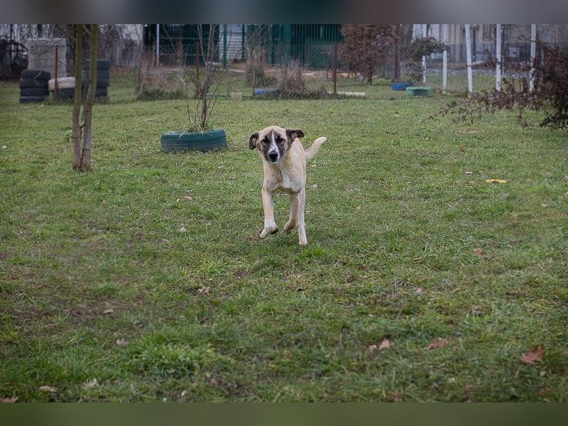 GUNTER - der süße Junghund freut sich auf tolle Abenteuer mit seinen Menschen!