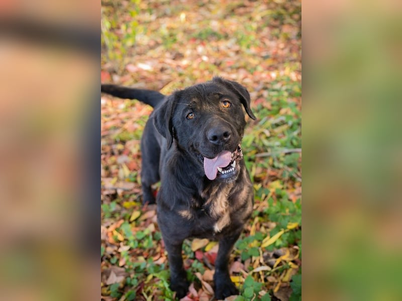 ISKA - black is beautiful - wer schenkt dieser tollen Schönheit ein Für-Immer Zuhause?