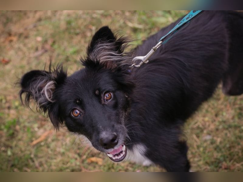 TESSA - die süße Maus sucht ein liebevolles Für-Immer Zuhause!