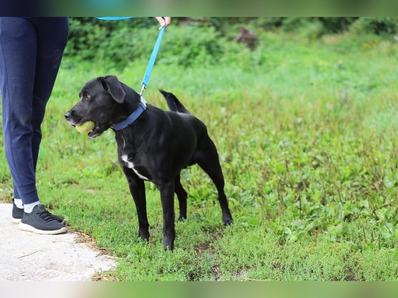 KALLE - der freundliche, verspielte und aktive Rüde sucht eine unternehmungslustige Familie!