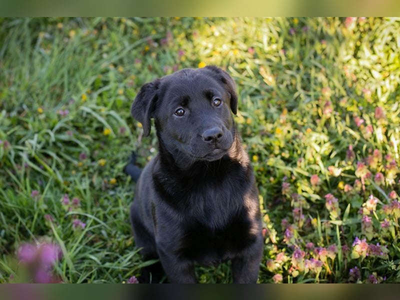 Welpe Chip-Nr. 267753 - wer schenkt mir sein Herz und ein Für-Immer Zuhause?