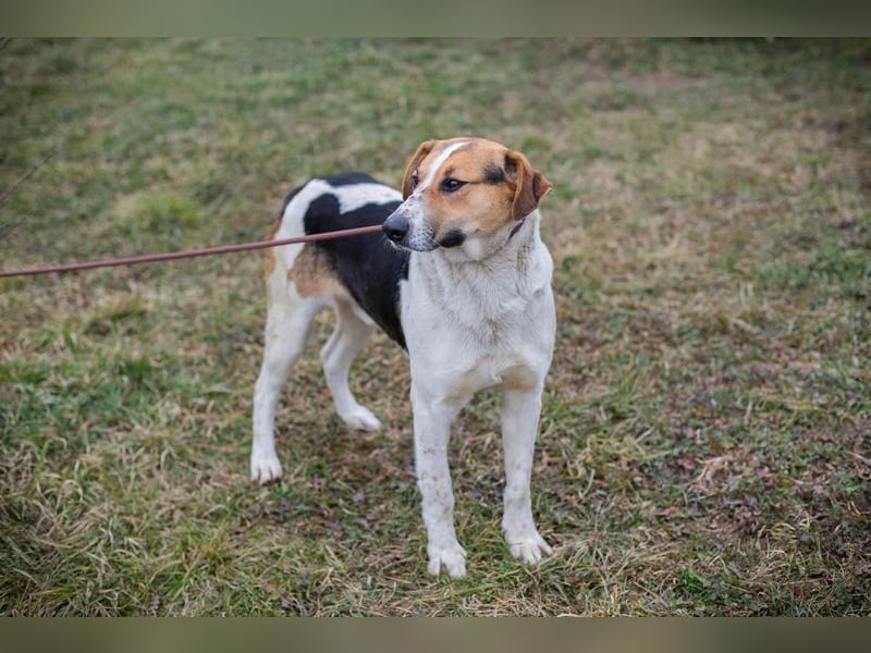 TOTO - der große und aktive Junghund möchte mit seinen Menschen die Welt entdecken!