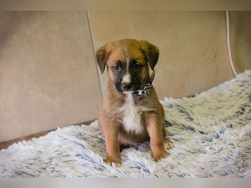 Welpe Chip-Nr. 256861 - ich suche einen Namen und am besten auch gleich ein eigenes Zuhause!