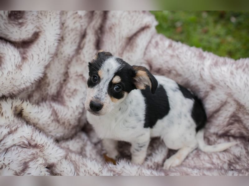 Welpe Chip-Nr. 253319 - die kleine Maus wartet sehnsüchtig auf eine eigene Familie!