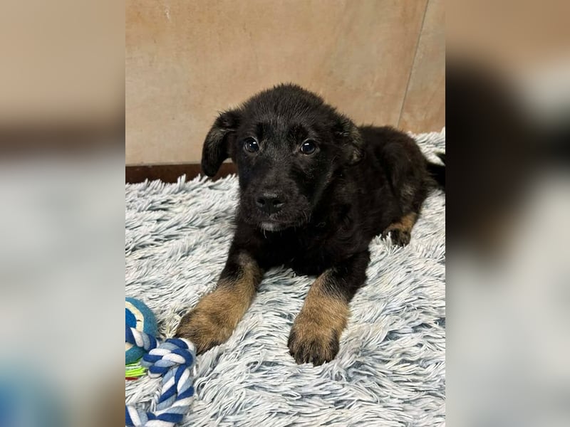 Welpe Chip-Nr. 256294 - der neugierige und aktive kleine Racker freut sich auf ein eigenes Zuhause!