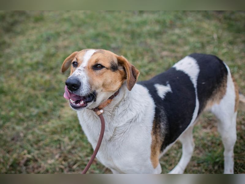 TOTO - der große und aktive Junghund möchte mit seinen Menschen die Welt entdecken!
