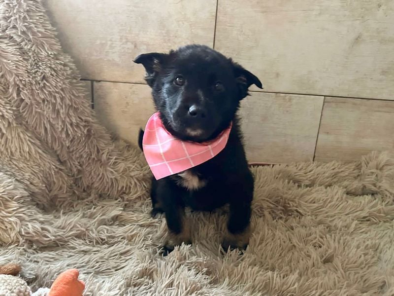 Welpe MIRA - na, kleines Mädchen, heute schon geknuddelt?