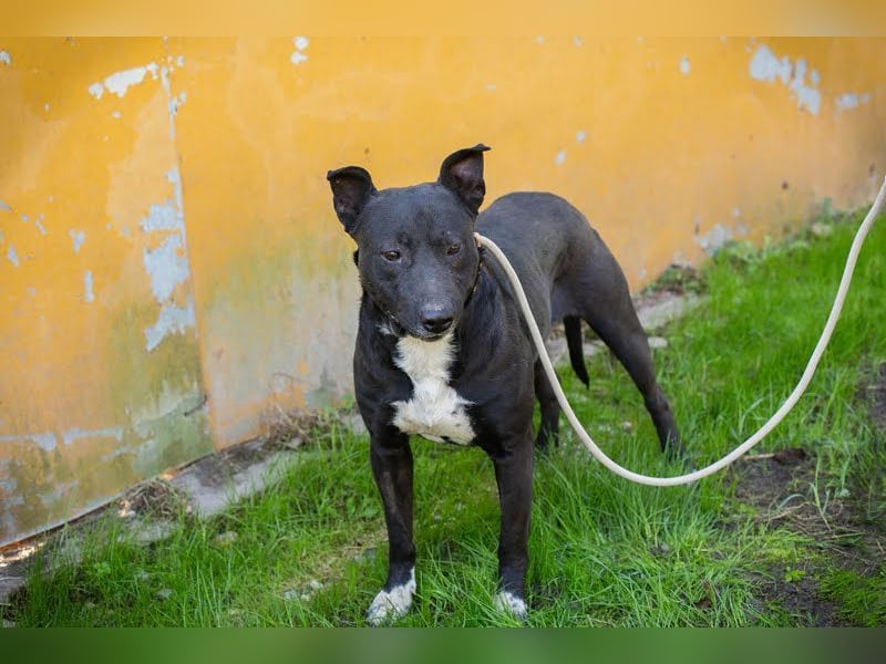 SONNY - der Angsthase sucht eine hundeerfahrene Familie!
