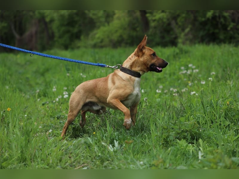 AXEL - der energische, intelligente und verspielte Rüde sucht eine aktive Familie