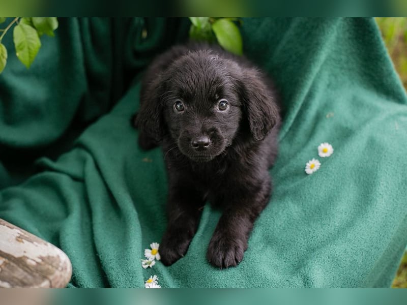 Welpe Chip Nr. 254222 - kuscheln, lernen, spielen... wer schenkt mir ein liebevolles Zuhause?
