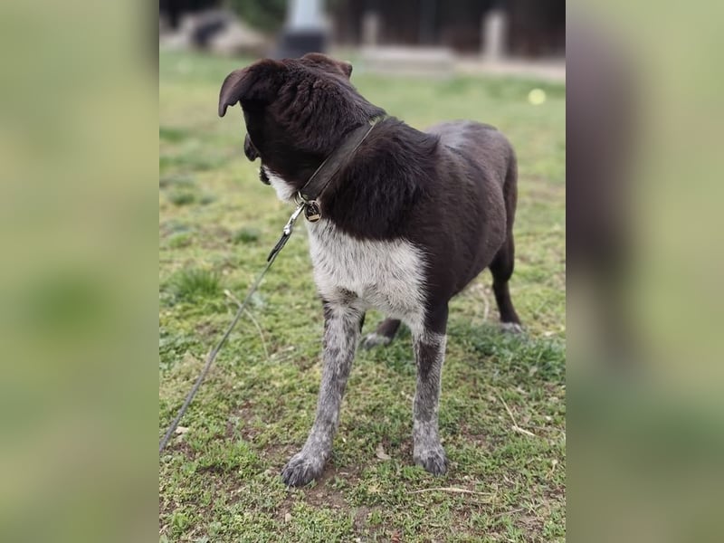 WALLI - die temperamentvolle Hündin sucht eine unternehmungslustige Familie