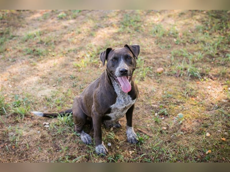 LADY - die ruhige, souveräne und gehorsame Hündin freut sich auf ihre eigene Familie