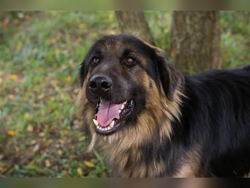 ERWIN - freundlicher und verspielter Rüde sucht Familienanschluss