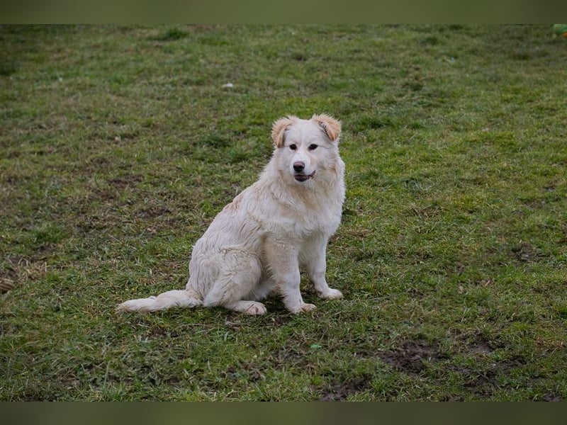 Welpe BODO - ich freue mich auf ein spannendes Leben mit meinen Menschen!