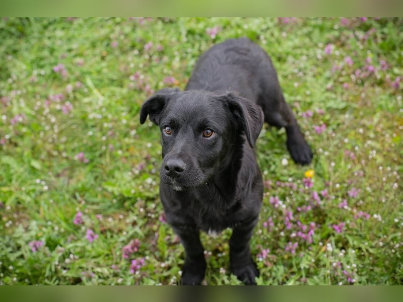 Welpe DIX - wenn ich groß bin möchte ich ein richtiger Familienhund sein!