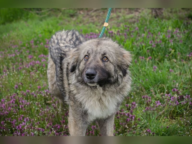 SKADI - die fröhliche und brave Hündin sucht ein tolles Für-Immer Zuhause!