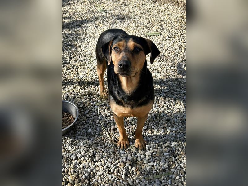 CHICO - rennen, toben, spielen, lernen... ich suche ein Zuhause bei unternehmungslustigen Menschen!