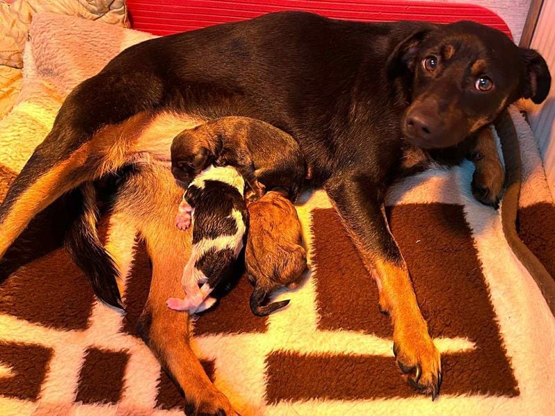 Welpe JAGO - ich träume von einem liebevollen Zuhause...