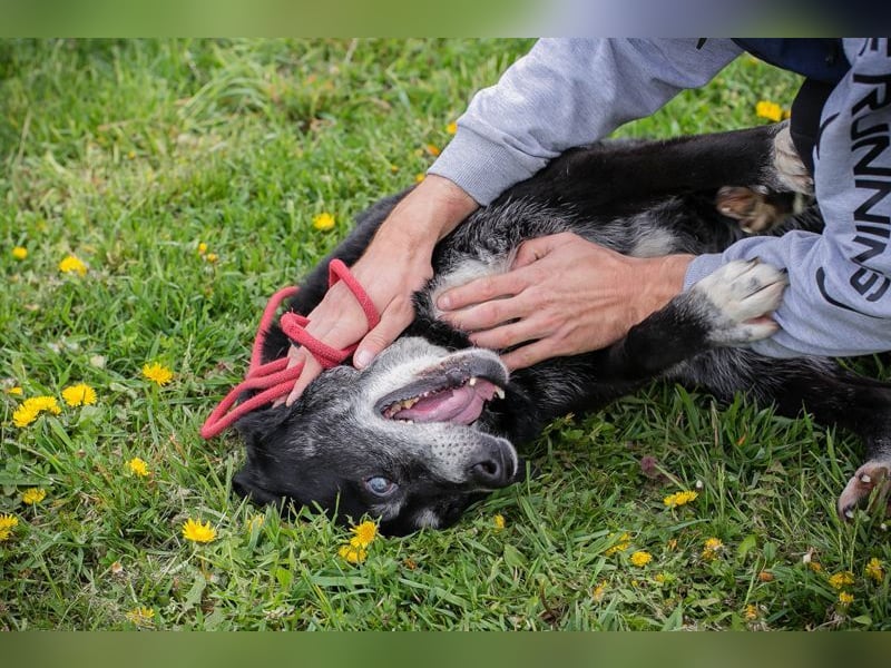 ROLFI - der liebe und zugängliche ältere Rüde sucht ein tolles Zuhause