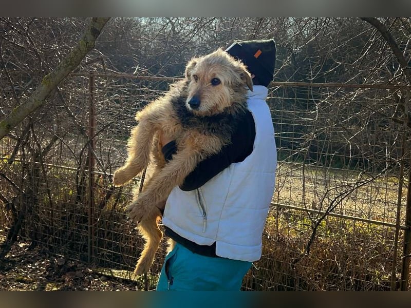 HERMANN - der zurückhaltende, ältere Strubbel ist auf der Suche nach Liebe und Geborgenheit