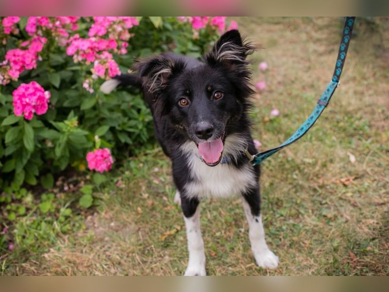 TESSA - die süße Maus sucht ein liebevolles Für-Immer Zuhause!