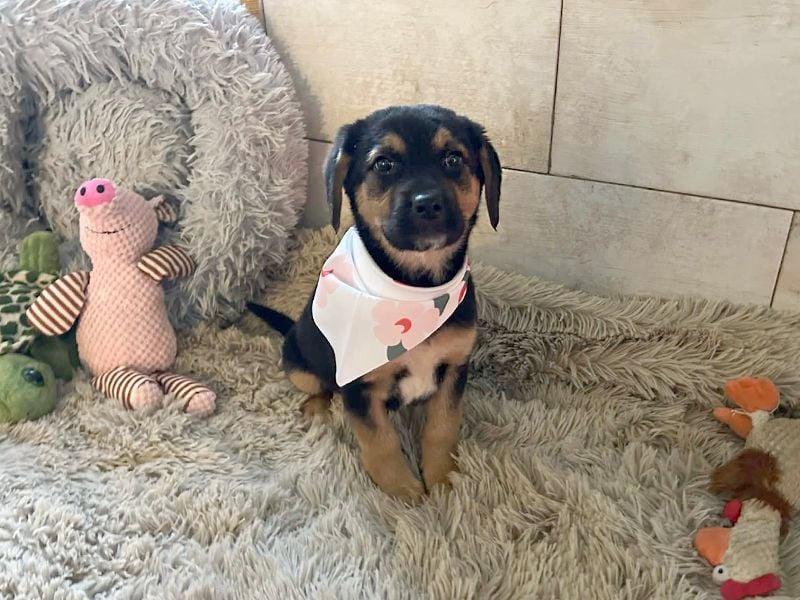 Welpe Chip Nr. 264199 - wer verliebt sich in die kleine Maus und schenkt ihr ein tolles Zuhause?