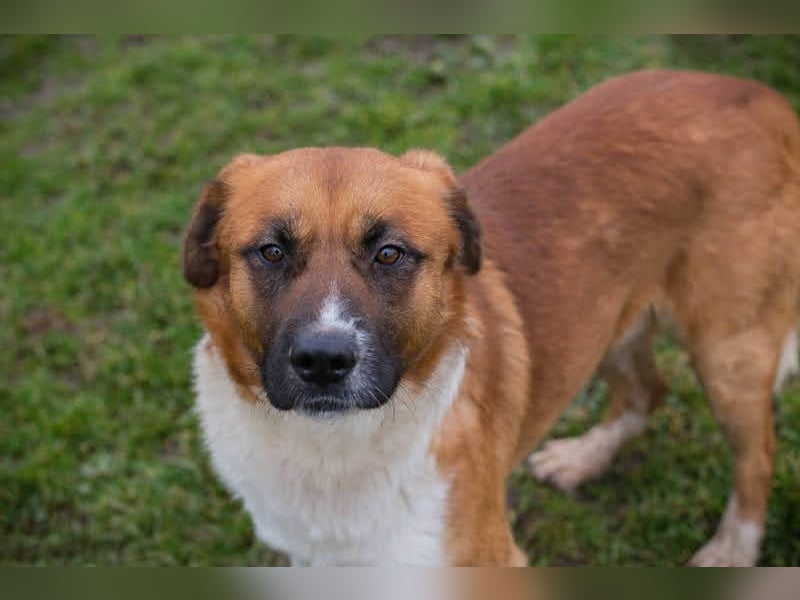 BASCO - der neugierige, brave Rüde freut sich auf ein eigenes Für-Immer Zuhause