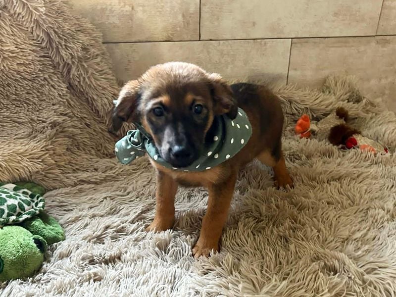 Welpe JAGO - ich träume von einem liebevollen Zuhause...