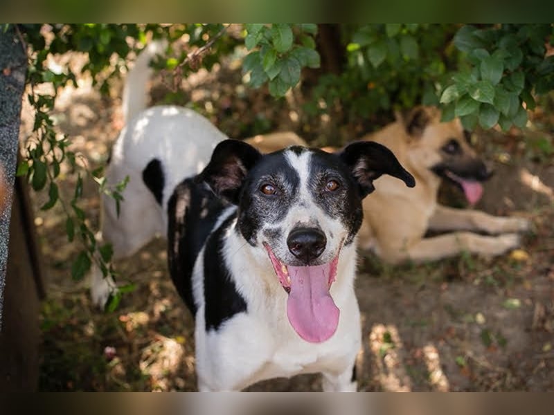 HOTSPOT - Menschen mit ganz viel Liebe, Zeit und Geduld gesucht für diesen sanften Hundejungen