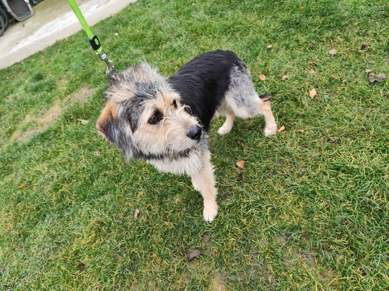 TOGGO - welche liebe, geduldige Familie zeigt mir, wie schön ein Hundeleben sein kann?