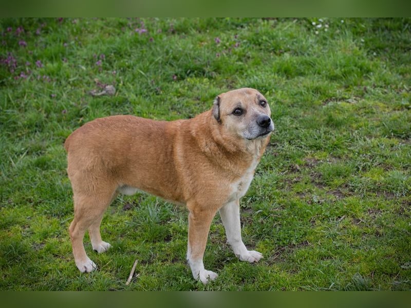 JARO - wer zeigt dem lieben Senior, wie schön ein Hundeleben sein kann?