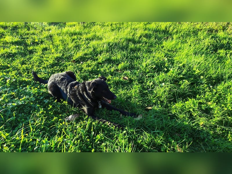 BAGHEERA - ich suche ein tolles Für-Immer Zuhause bei lieben Menschen!