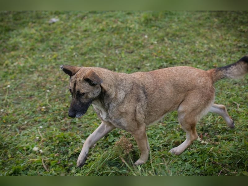 SAMAYA - die muntere und aktive Hündin freut sich auf tolle Abenteuer mit ihren Menschen