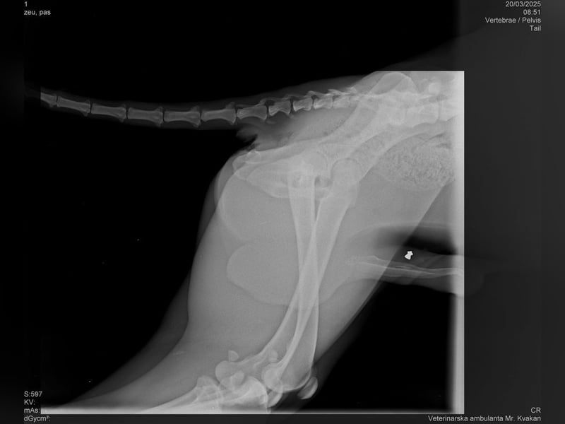 LEHMANN - der hübsche Rüde sucht ein liebevolles Für-Immer Zuhause