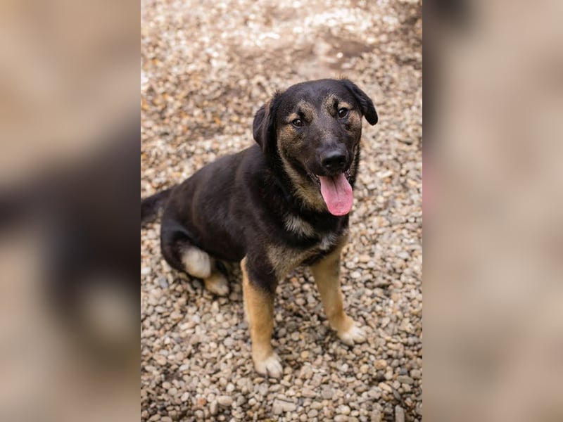 MAXI - der aufgeschlossene, fröhliche junge Rüde möchte DEIN Begleiter sein