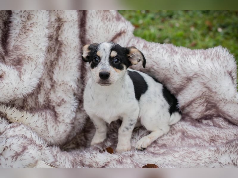 Welpe Chip-Nr. 253319 - die kleine Maus wartet sehnsüchtig auf eine eigene Familie!