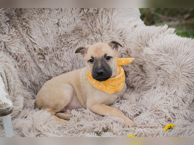 Welpe Chip-Nr. 272005 - ich freue mich darauf, mit meinen Menschen die Welt zu entdecken!