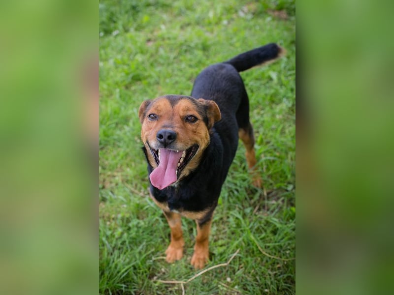 MIKI - der neugierige und brave Junge sucht ein liebevolles Zuhause!