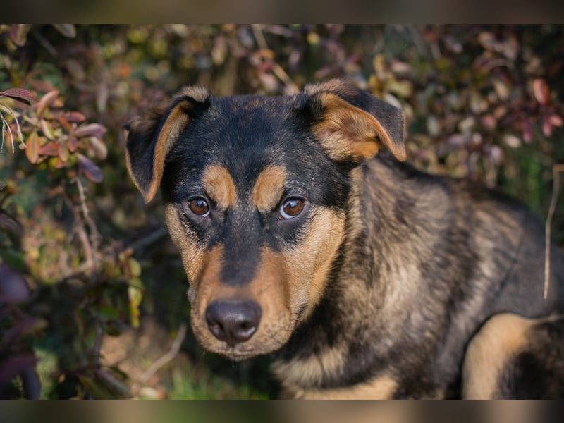 BAILEY - ich möchte so gerne ein Teil deiner Familie sein!