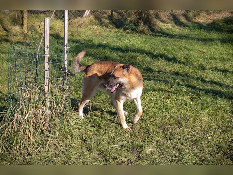 MARTY - der sanfte und schüchterne Rüde braucht etwas Zeit zum Ankommen und sucht eine liebe Familie