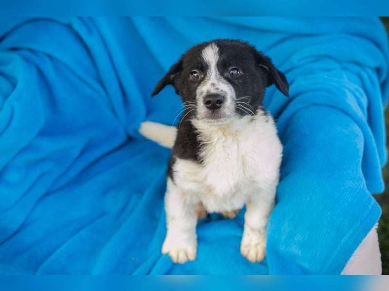 Welpe SNOW - wer schenkt mir einen Platz in seinem Herzen und ein liebevolles Zuhause?