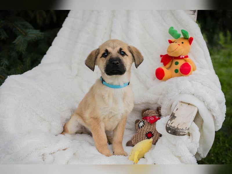 Welpe ELVIS - spielen, kuscheln, lernen... wer schenkt mir ein liebevolles Zuhause?